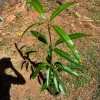 Rapoza Mango Tree Live Plant – Tropical Fruit Tree – 10-24in Tall – Grafted - Image 1