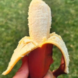 Red Banana Live Plant (Musa Acuminata) - Red Dacca Guineo Tree 10 inch - 1 foot Tall - Image 2