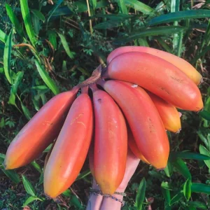 Red Banana Live Plant (Musa Acuminata) - Red Dacca Guineo Tree 10 inch - 1 foot Tall - Image 1
