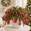 Red Christmas Cactus Live Plants, Set of 2, 4-8 Inch Tall, No Pot - Image 1