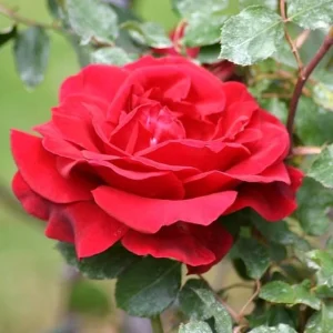 Red Don Juan Climbing Rose Plant - Fragrant Live Bush, 4-6 Inch Tall - Image 4
