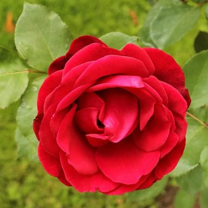 Red Don Juan Climbing Rose Plant - Fragrant Live Bush, 4-6 Inch Tall - Image 5