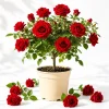 Red Don Juan Climbing Rose Plant - Fragrant Live Bush, 4-6 Inch Tall - Image 1