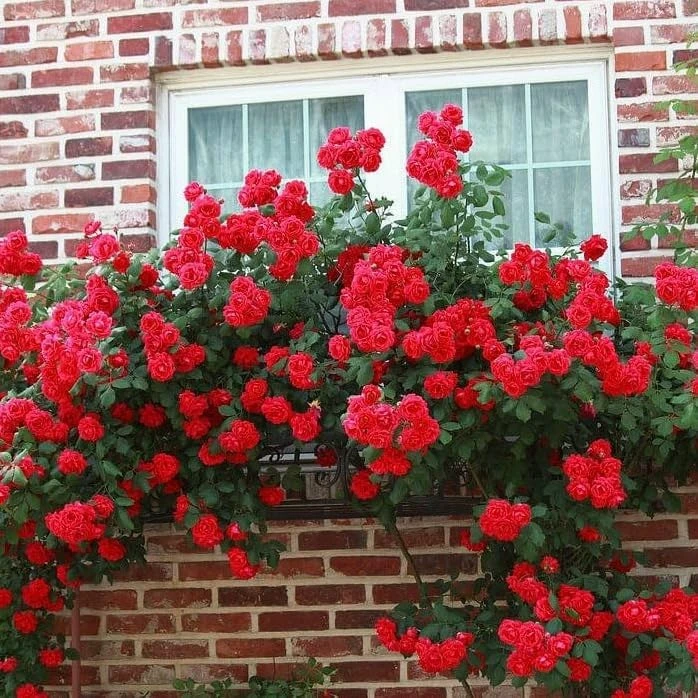 Red Don Juan Climbing Rose Plant - Fragrant Live Bush, 4-6 Inch Tall - Image 6