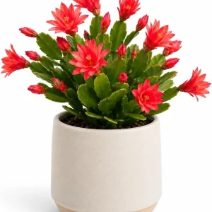 Red Easter Cactus Live Plant Set, 4-8 Inch Tall, Spring Blooming Houseplant, No Pot - Image 3