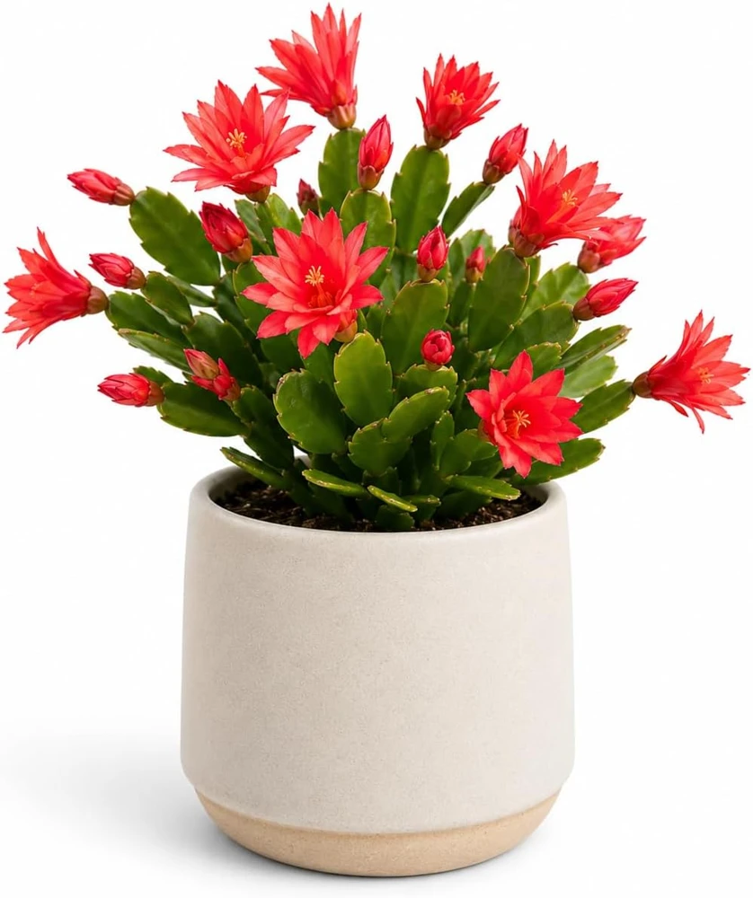 Red Easter Cactus Live Plant Set, 4-8 Inch Tall, Spring Blooming Houseplant, No Pot - Image 3