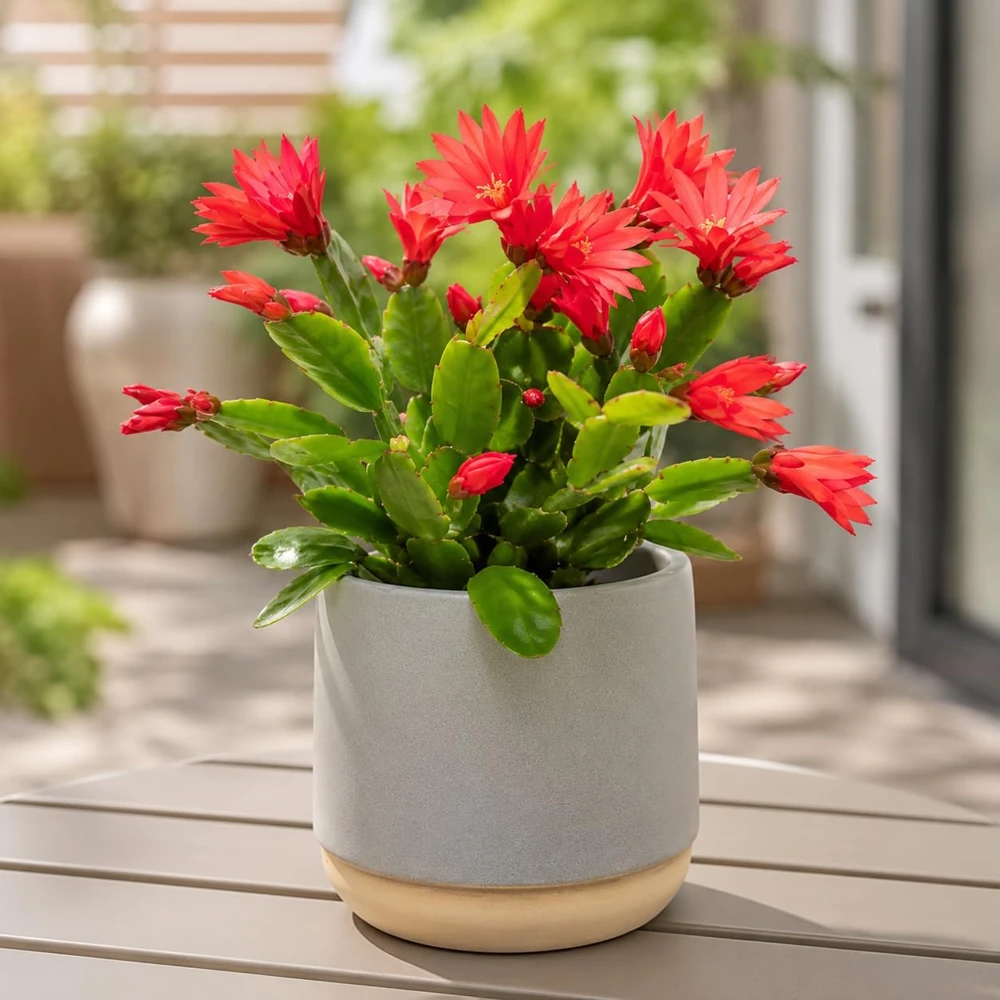 Red Easter Cactus Live Plant Set, 4-8 Inch Tall, Spring Blooming Houseplant, No Pot - Image 7