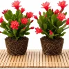 Red Easter Cactus Live Plant Set, 4-8 Inch Tall, Spring Blooming Houseplant, No Pot - Image 1