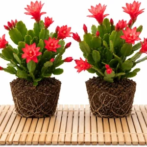 Red Easter Cactus Live Plant Set, 4-8 Inch Tall, Spring Blooming Houseplant, No Pot - Image 1