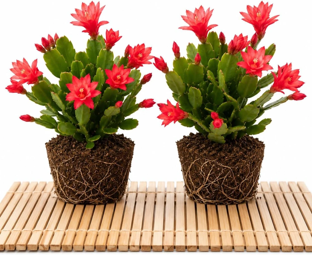 Red Easter Cactus Live Plant Set, 4-8 Inch Tall, Spring Blooming Houseplant, No Pot - Image 1