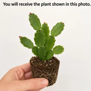 Red Easter Cactus Live Plant – Spring Houseplant – 4-8 Inch Tall - Image 2