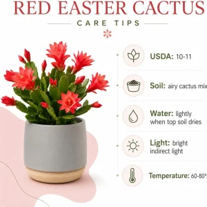 Red Easter Cactus Live Plant – Spring Houseplant – 4-8 Inch Tall - Image 4