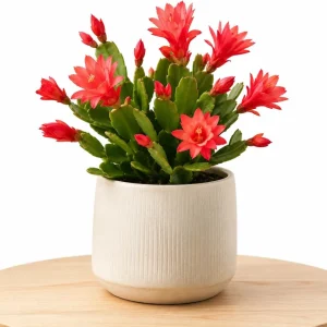 Red Easter Cactus Live Plant – Spring Houseplant – 4-8 Inch Tall - Image 6