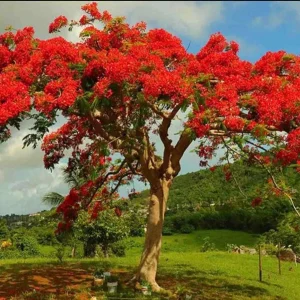 Red Flamboyan Tree Live Plant - Royal Poinciana (Delonix regia) 1ft Tall - Tropical Outdoor - Image 2