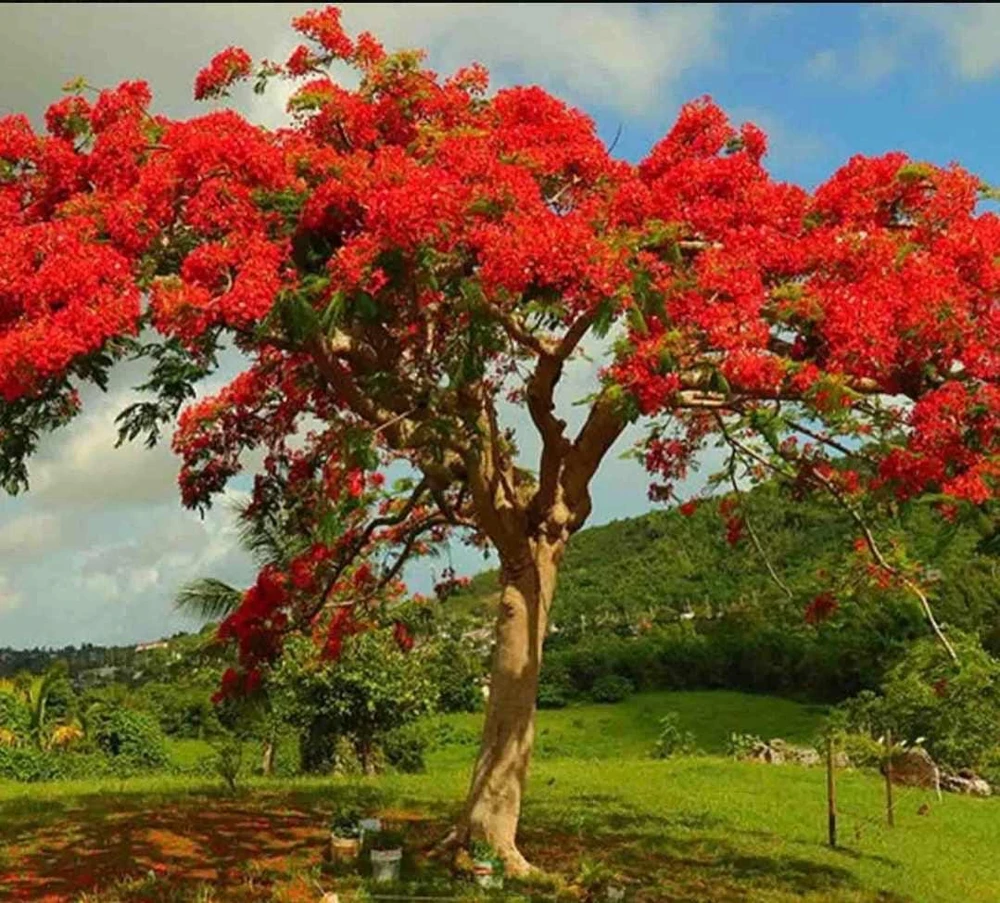 Red Flamboyan Tree Live Plant - Royal Poinciana (Delonix regia) 1ft Tall - Tropical Outdoor - Image 2