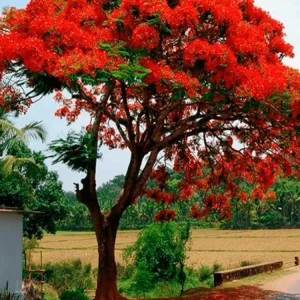Red Flamboyan Tree Live Plant - Royal Poinciana (Delonix regia) 1ft Tall - Tropical Outdoor - Image 3