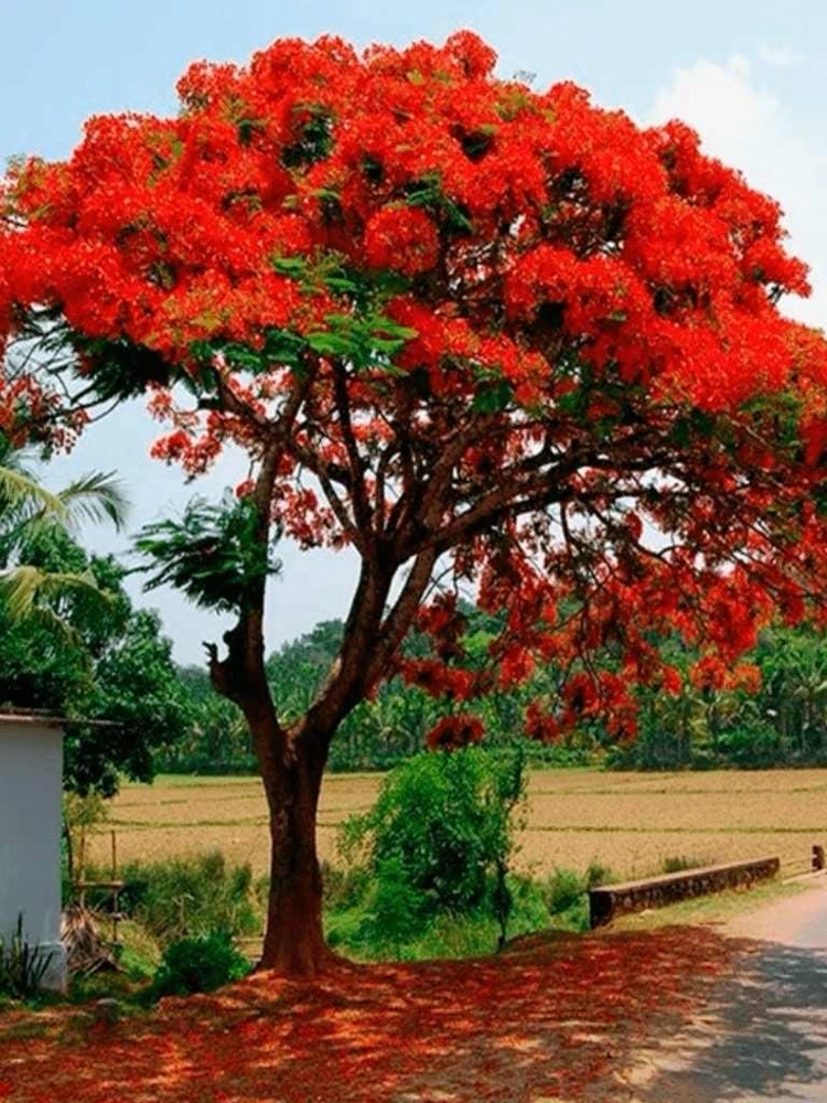 Red Flamboyan Tree Live Plant - Royal Poinciana (Delonix regia) 1ft Tall - Tropical Outdoor - Image 3