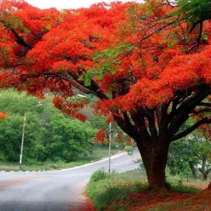 Red Flamboyan Tree Live Plant - Royal Poinciana (Delonix regia) 1ft Tall - Tropical Outdoor - Image 4