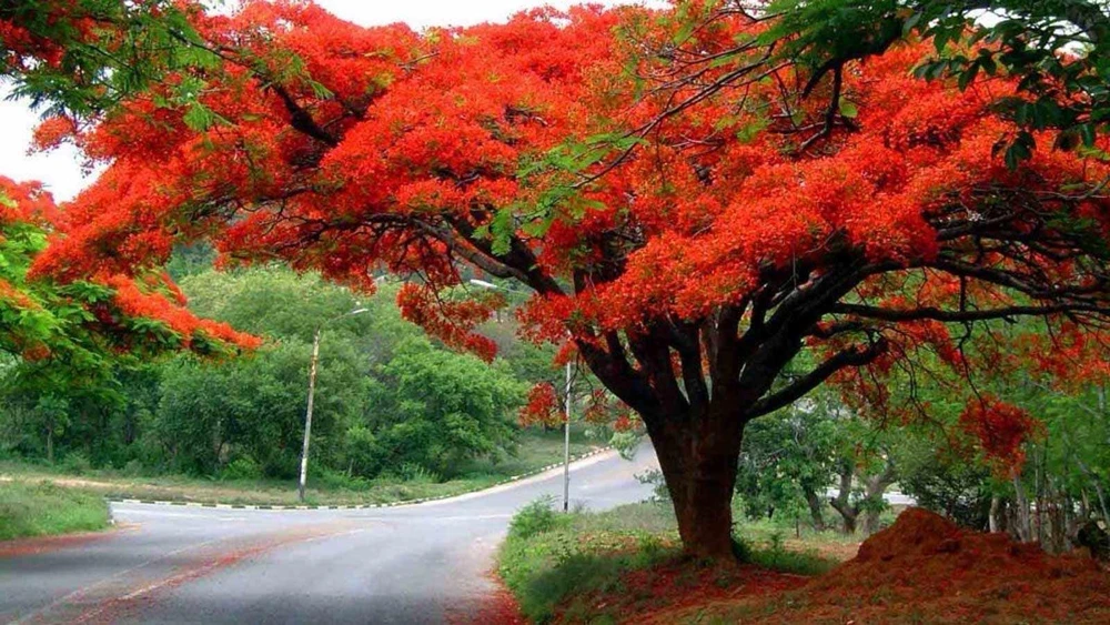 Red Flamboyan Tree Live Plant - Royal Poinciana (Delonix regia) 1ft Tall - Tropical Outdoor - Image 4