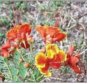 Red Flamboyan Tree Live Plant - Royal Poinciana (Delonix regia) 1ft Tall - Tropical Outdoor - Image 5