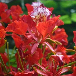 Red Flamboyan Tree Live Plant - Royal Poinciana (Delonix regia) 1ft Tall - Tropical Outdoor - Image 1