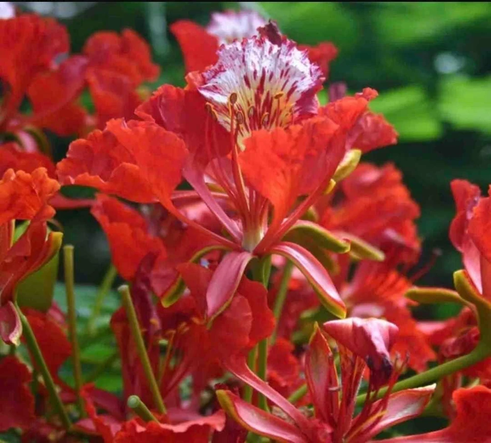 Red Flamboyan Tree Live Plant - Royal Poinciana (Delonix regia) 1ft Tall - Tropical Outdoor - Image 1