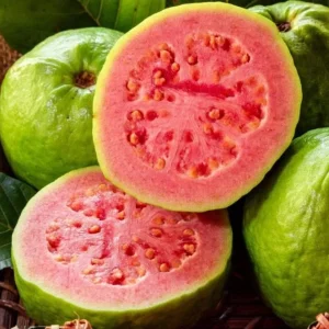 Red Guava Live Fruit Tree - Indian Guayaba Plant (3-4ft) - Image 2