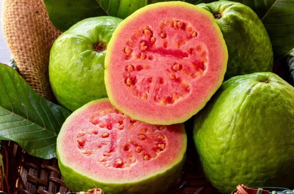 Red Guava Live Fruit Tree - Indian Guayaba Plant (3-4ft) - Image 2