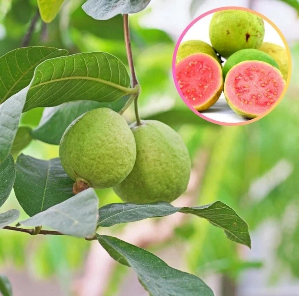 Red Guava Live Fruit Tree - Indian Guayaba Plant (3-4ft) - Image 3