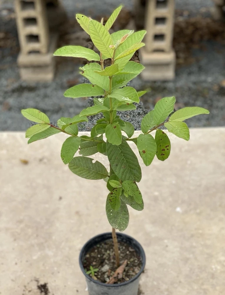 Red Guava Live Fruit Tree - Indian Guayaba Plant (3-4ft) - Image 4