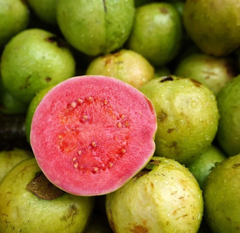 Red Guava Live Fruit Tree - Indian Guayaba Plant (3-4ft) - Image 5