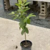Red Guava Live Fruit Tree - Indian Guayaba Plant (3-4ft) - Image 1