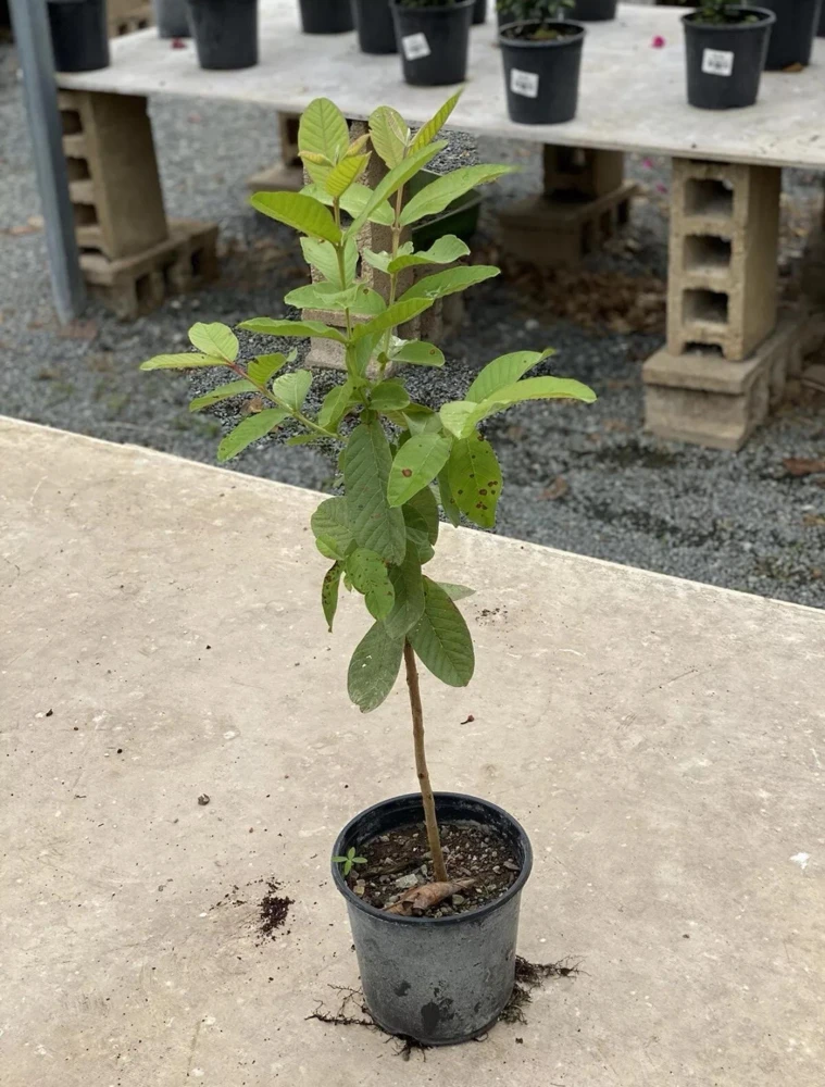 Red Guava Live Fruit Tree - Indian Guayaba Plant (3-4ft) - Image 1