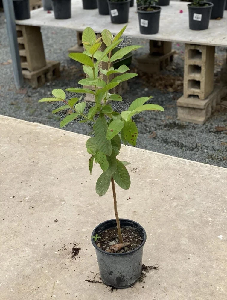 Red Guava Live Fruit Tree - Psidium guajava - 2-3 ft Tall - Outdoor - Image 2