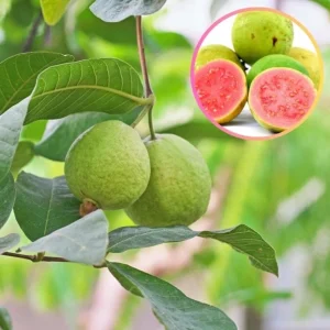 Red Guava Live Fruit Tree - Psidium guajava - 2-3 ft Tall - Outdoor - Image 4