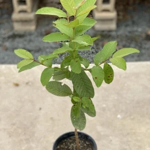 Red Guava Live Fruit Tree - Psidium guajava - 2-3 ft Tall - Outdoor - Image 5