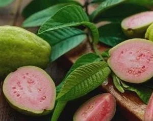 Red Guava Peach Tree Live Plant - Guayaba Pera Roja Psidium - Image 2