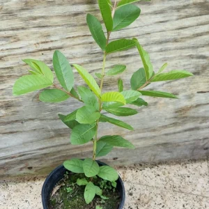 Red Guava Peach Tree Live Plant - Guayaba Pera Roja Psidium - 3-4 ft Tall - Image 4