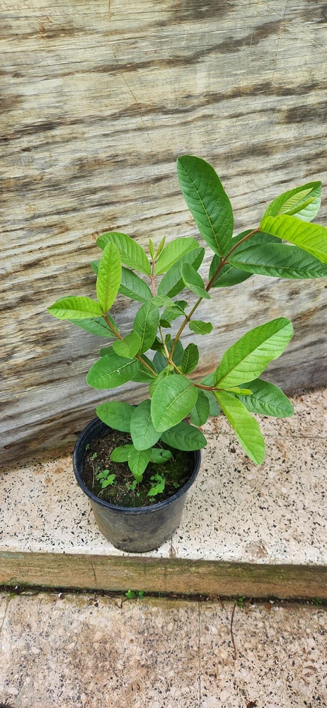 Red Guava Peach Tree Live Plant - Guayaba Pera Roja Psidium - Image 1