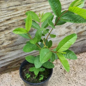 Red Guava Peach Tree Live Plant – Psidium Guajava – 24-32in Tall – Tropical Fruit - Image 2
