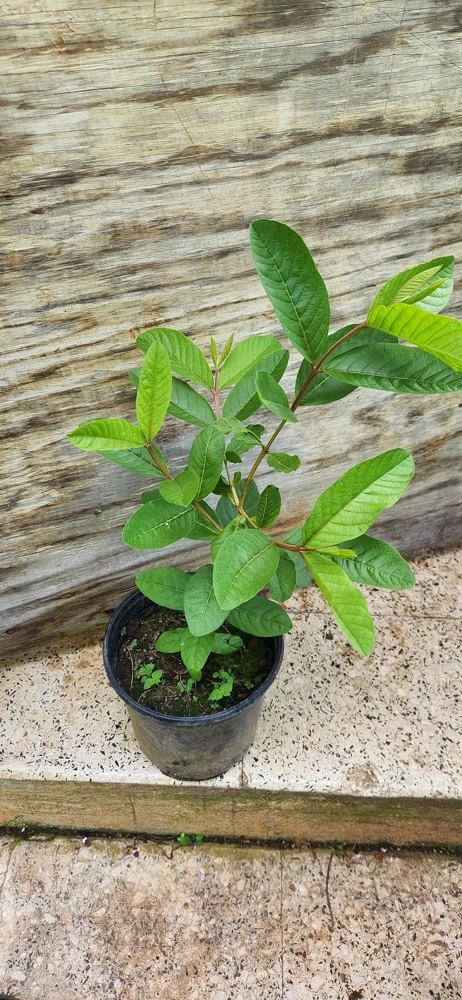 Red Guava Peach Tree Live Plant – Psidium Guajava – 24-32in Tall – Tropical Fruit - Image 2