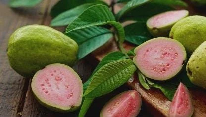 Red Guava Peach Tree Live Plant – Psidium Guajava – 24-32in Tall – Tropical Fruit - Image 3