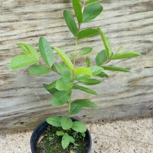Red Guava Peach Tree Live Plant – Psidium Guajava – 24-32in Tall – Tropical Fruit - Image 4