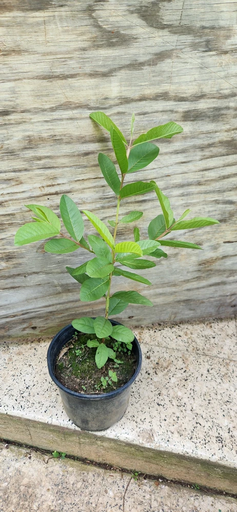 Red Guava Peach Tree Live Plant – Psidium Guajava – 24-32in Tall – Tropical Fruit - Image 4
