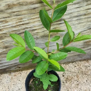 Red Guava Peach Tree Live Plant – Psidium Guajava – 24-32in Tall – Tropical Fruit - Image 5