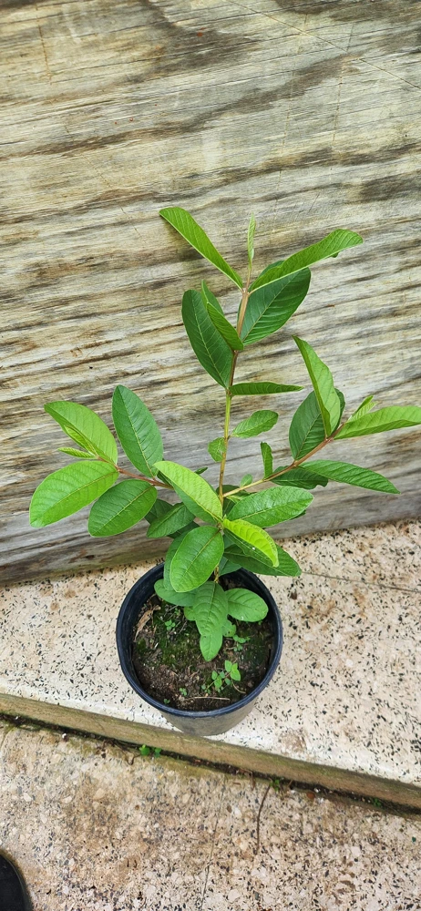 Red Guava Peach Tree Live Plant – Psidium Guajava – 24-32in Tall – Tropical Fruit - Image 5