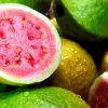 Red Guava Peach Tree Live Plant – Psidium Guajava – 24-32in Tall – Tropical Fruit - Image 1