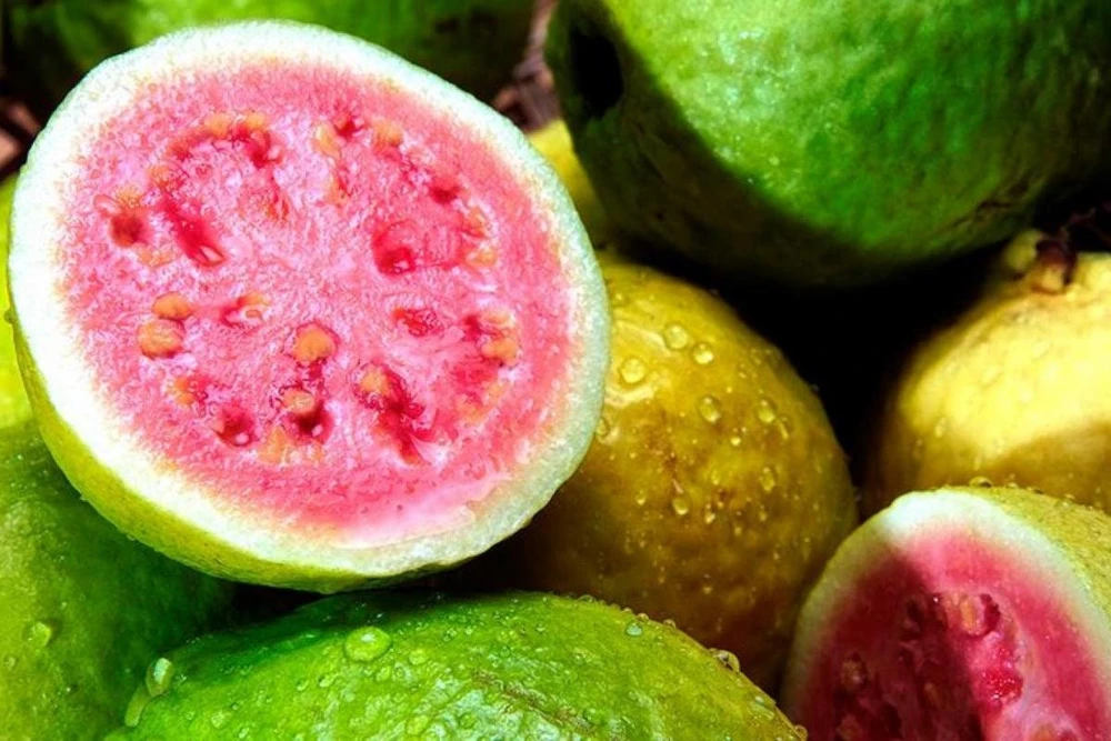 Red Guava Peach Tree Live Plant – Psidium Guajava – 24-32in Tall – Tropical Fruit - Image 1