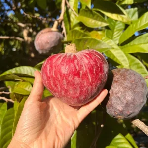 Red Heart Custard Apple Tree (Annona squamosa) Live Fruit Plant - Image 2