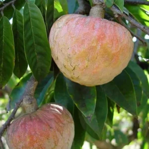 Red Heart Custard Apple Tree (Annona squamosa) Live Fruit Plant - Image 5